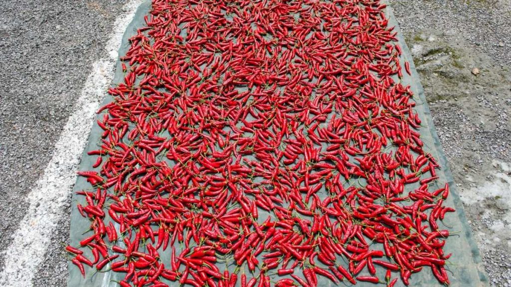 Drying Chili in Oven