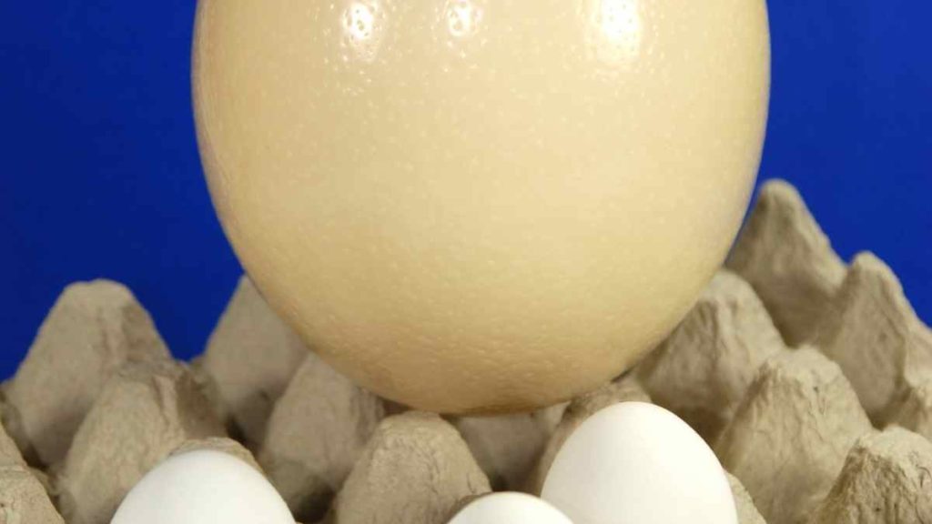 Do ostrich eggs stink?
