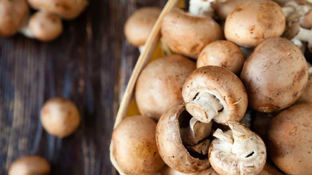 Which mushrooms are most flavorful?