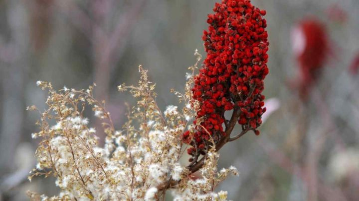 What can I use if I don't have sumac?