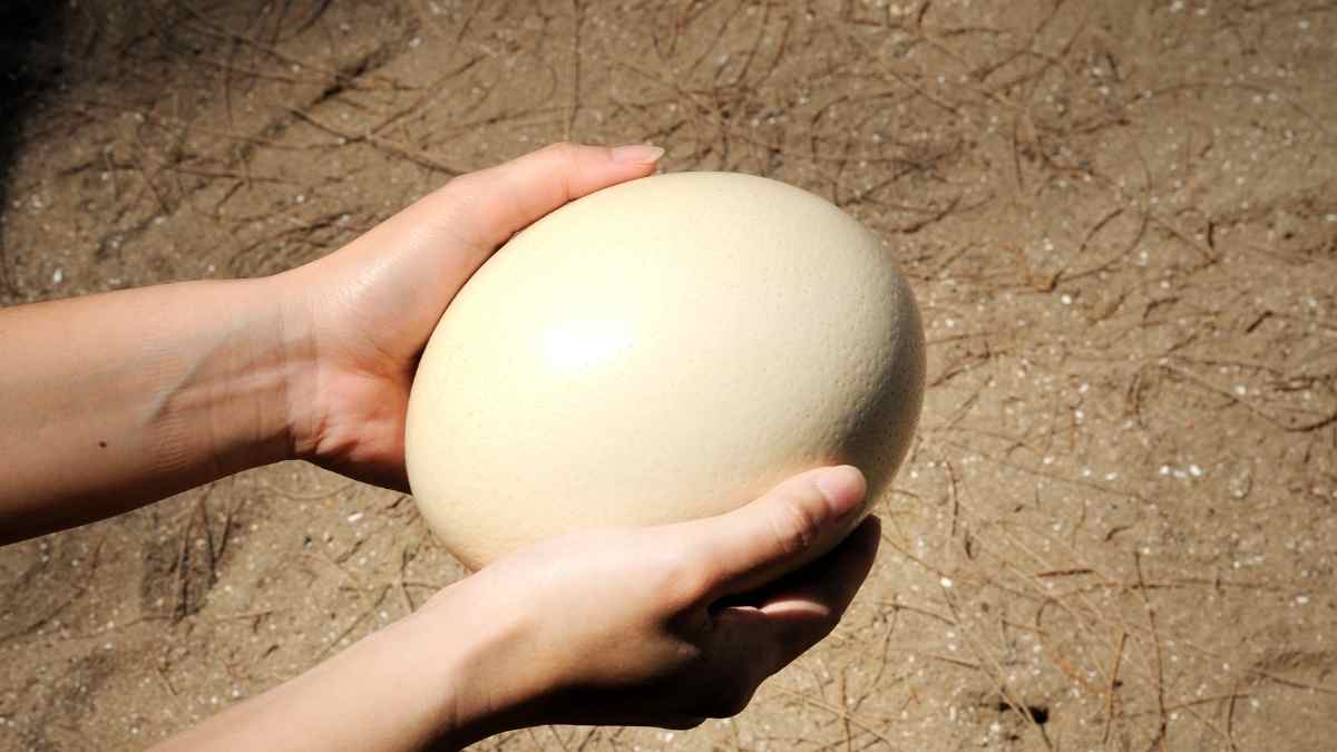 What Do Ostrich Eggs Taste Like