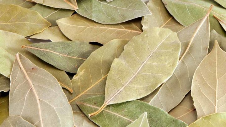 Does bay leaf expire?