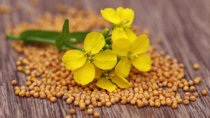 using a whole mustard seed is a good alternative to powdered mustard