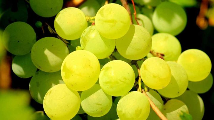 Green Grapes Refrigerate well