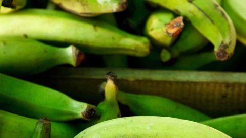 How To Ripen Plantains Naturally