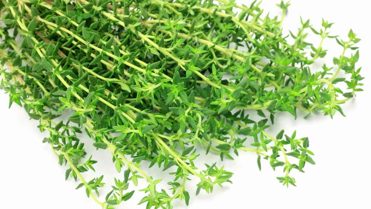 Thyme Substitute