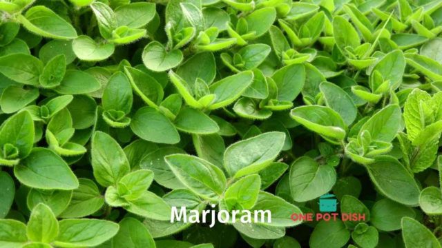 How To Use Marjoram as a Thyme Substitute