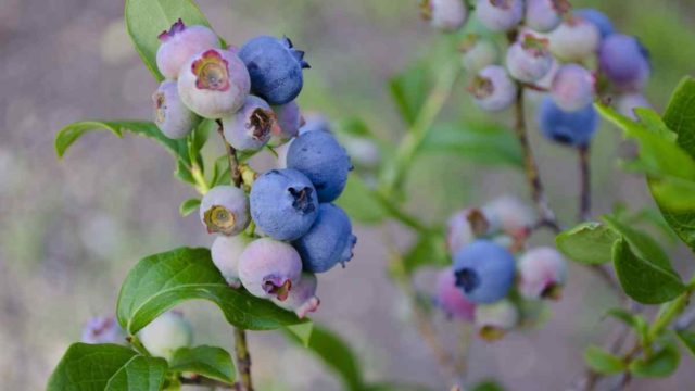 How To Keep Blueberries Fresh Longer
