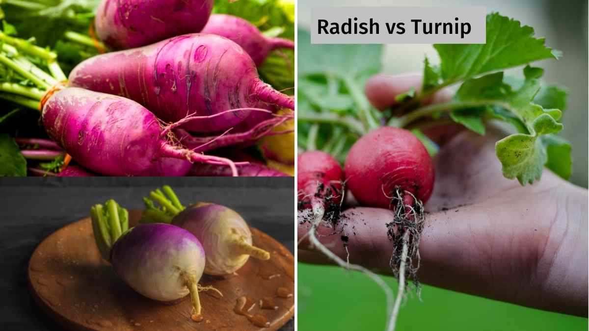Turnip vs Radish
