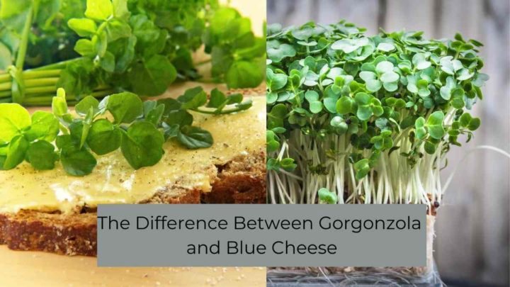 Can Watercress Be Used on A Cheese Sandwich