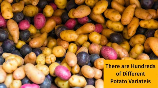 You Can Buy Different Color Potatoes
