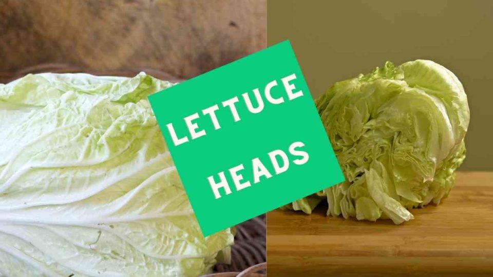 How Many Heads of Lettuce For Hamburgers