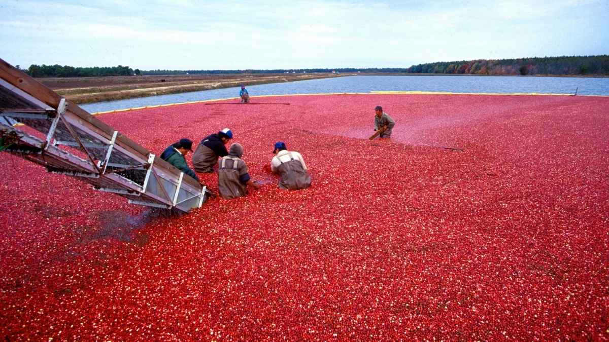 How Far in Advance to Buy Fresh Cranberries