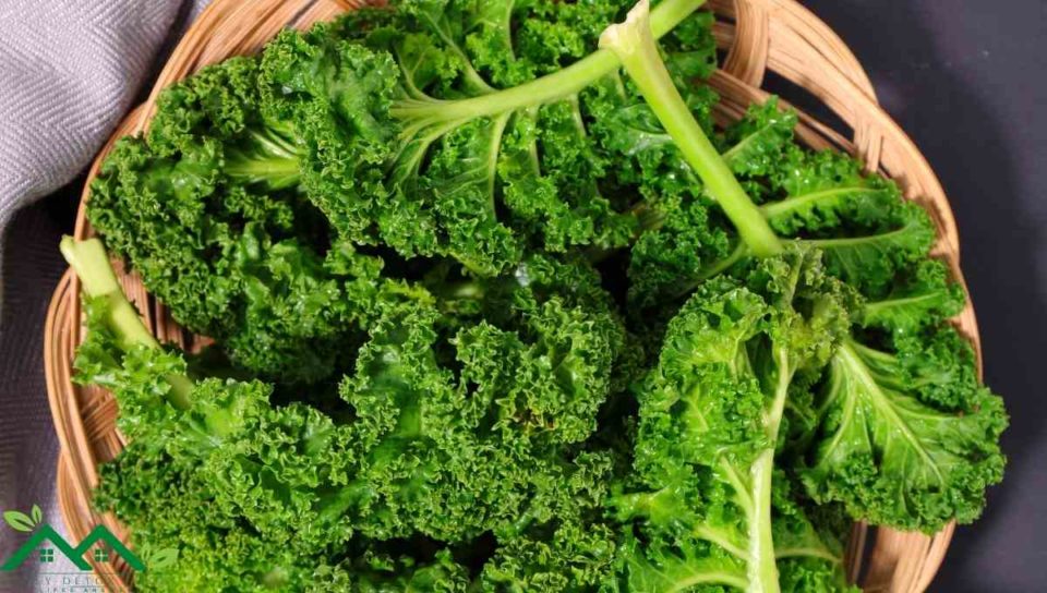 Healthy Food Substitutes For Kale