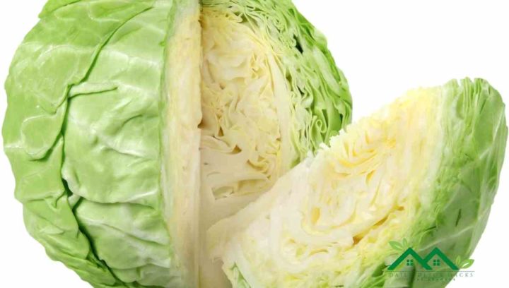 Cabbage Is a Replacement for Kale in Both Cold and Cooked
