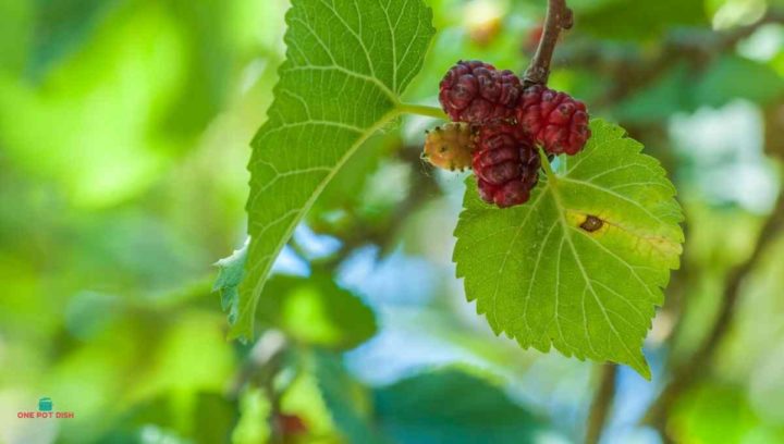 Mulberry On A Tree Before Ripe