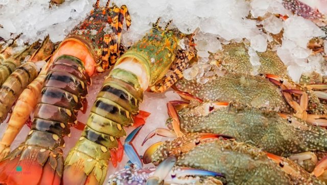 Frozen Lobster In The Shell vs  Deshelled Meat