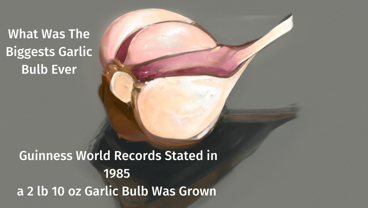 What Is The Biggest Garlic Bulb Ever Grown