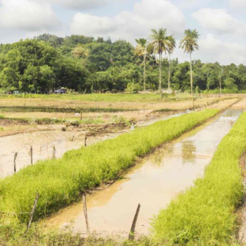 Rice Growing in a Padi Field