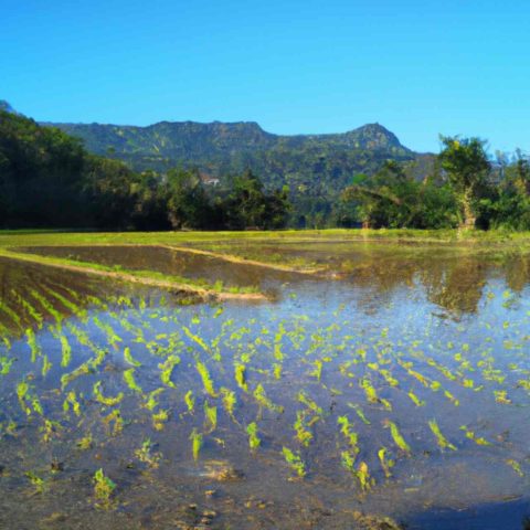 Flood Resistant Rice Fields