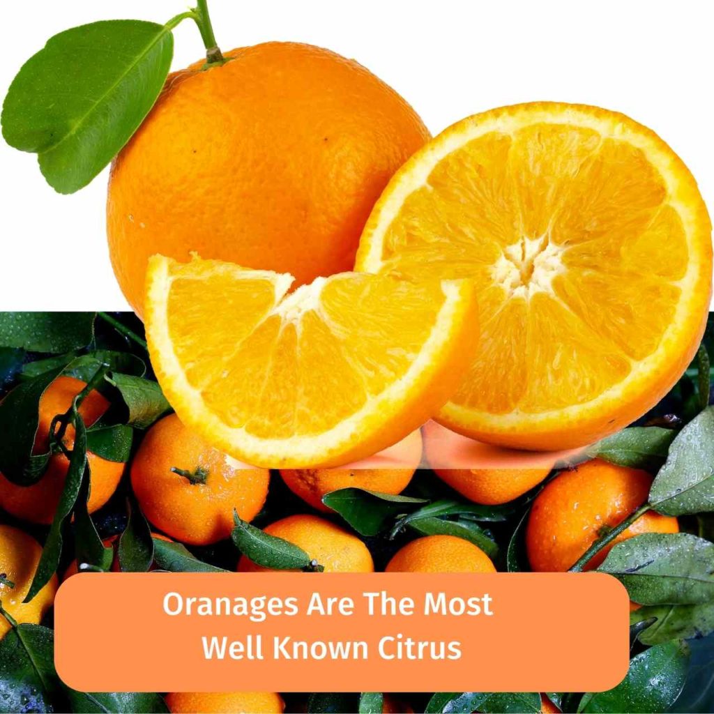 Orange Is The Most Well Known Citrus Type