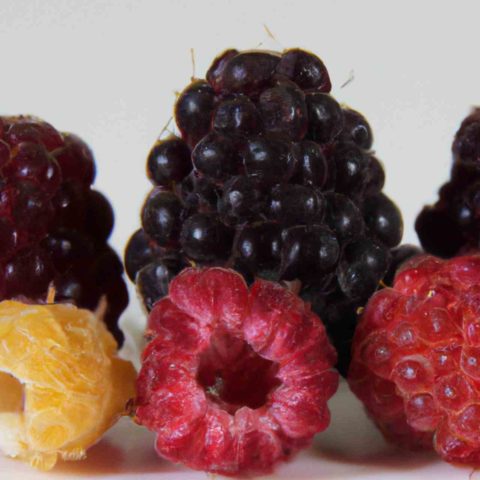 Red vs Black Raspberries: What Are The Differences and Benefits?