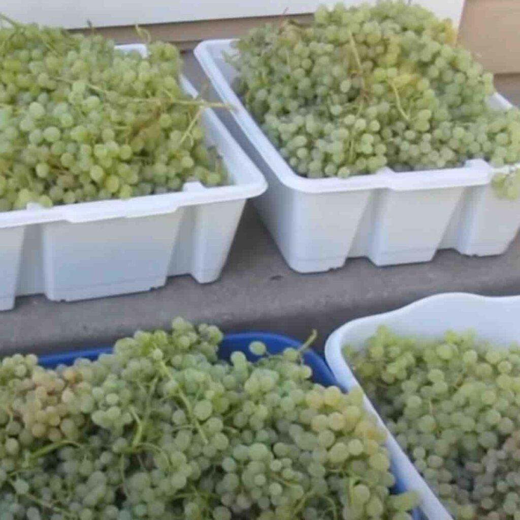 Fresh Green Seedless Grapes Freeze Best For Grapes